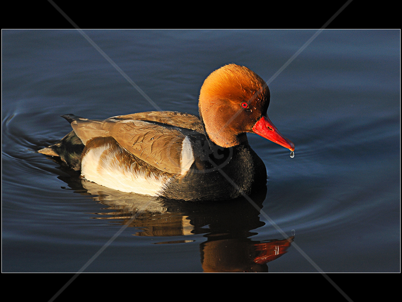  Red Crested Pochard by Howard Holden - 3rd (Int col) 