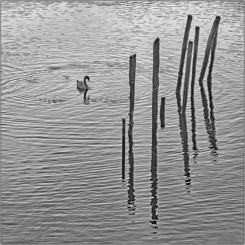  Swan and Stumps by Ian Griffiths - 3rd (Int mono) 