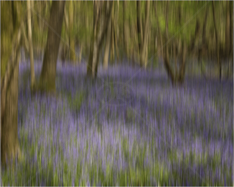  Bluebell Blur by Tony Lewis - C (Adv) 