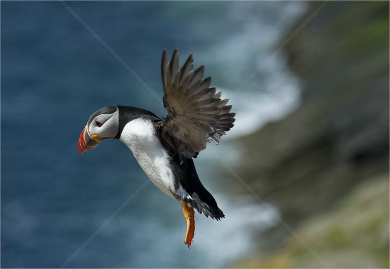  Puffin Coming Into Land by Russell Price - C (Adv) 