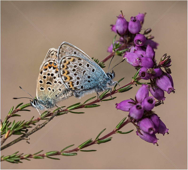  Silver Studded Blues by Alan Lees - C (Adv) 