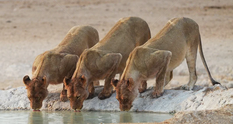 Lions Drinking 1400 by Rachel Owen - 3rd (Int)