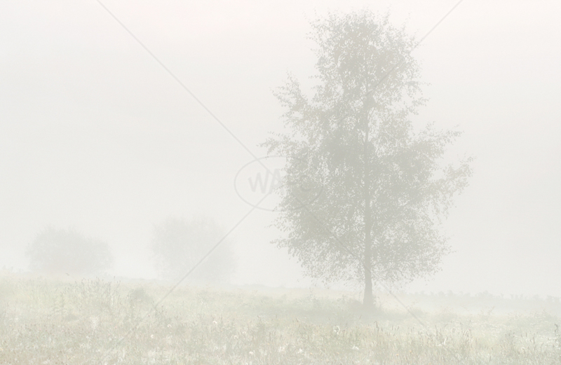  Misty Morning by Irene Froy - C (Print) 