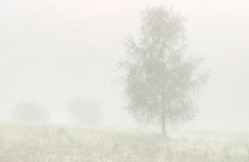 Misty Morning by Irene Froy - C (Print)