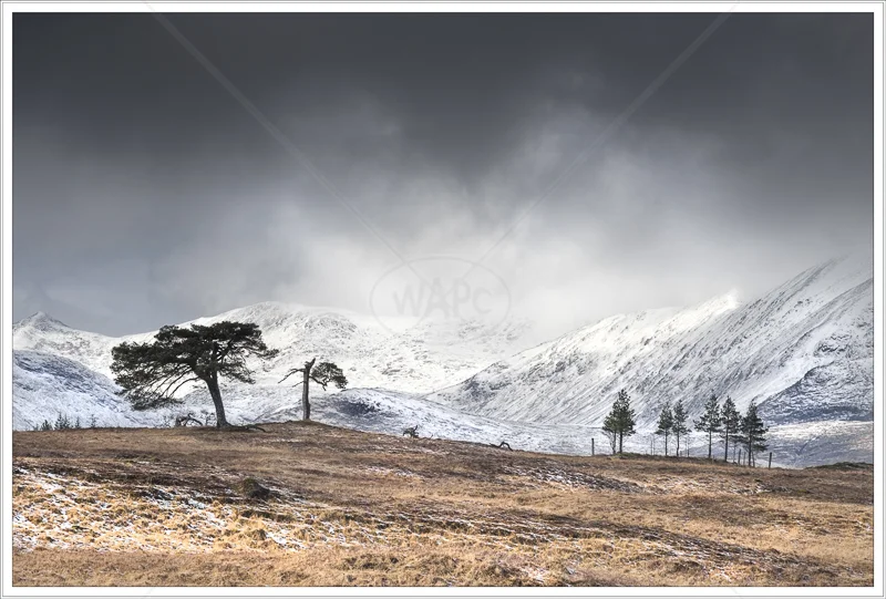 Snow on the Way by Jon Baker - 1st (Print)
