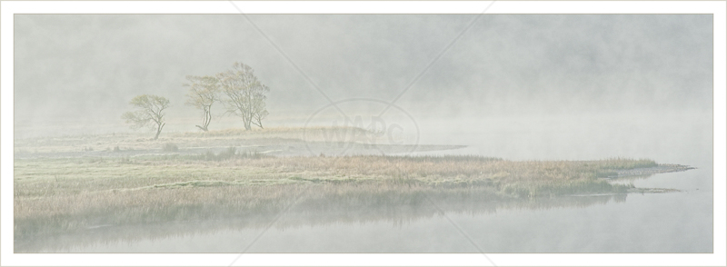 Tree's and Mist by Audrey Price - 2nd (Print)