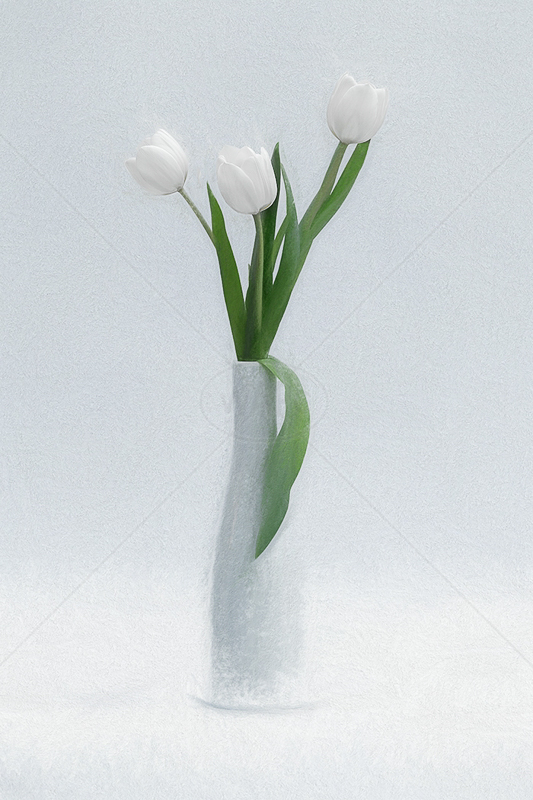 White Tulips by Norman O'Neill - HC (Adv col)
