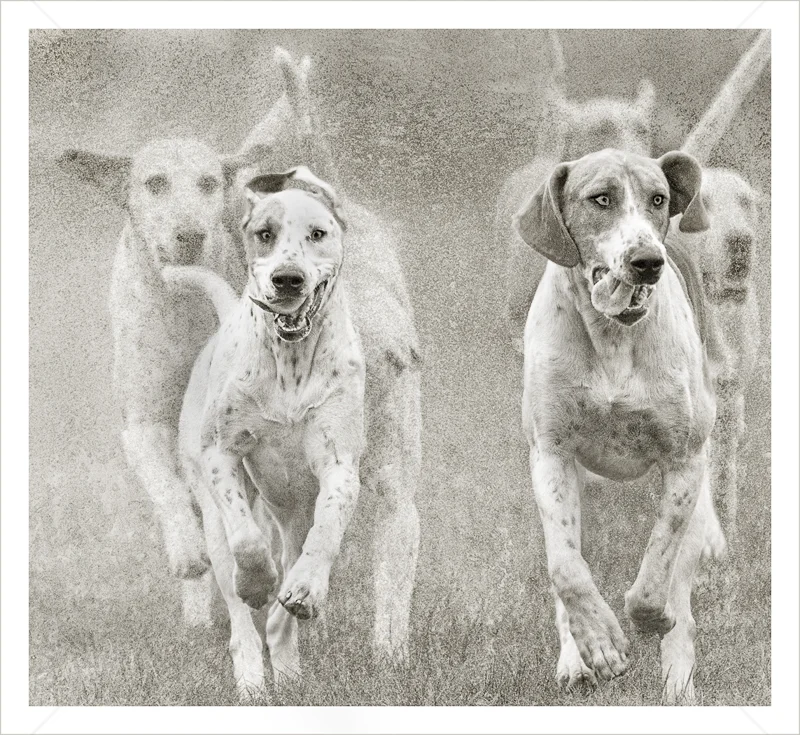 Hounds on the Run by Audrey Price - C (Adv mono)