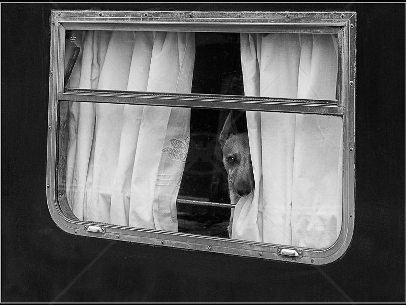 Curtain Twitcher by Ruth Holden - 1st (Int mono)