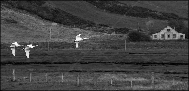 Homeward Bound by Ian Griffiths - HC (Int mono)