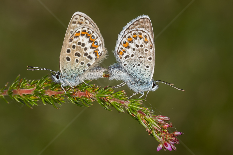  Silver Studded Blues by Norman O'Neill - HC (Adv) 