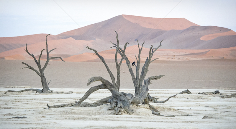  Dunes and Trees by Russell Price - C (Adv col) 