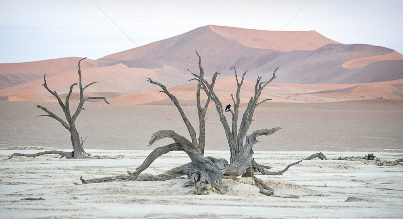 Dunes and Trees by Russell Price - C (Adv col)
