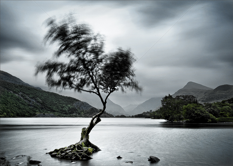  Lakeside Tree in Wind by Tony Thomas - C (Adv col) 