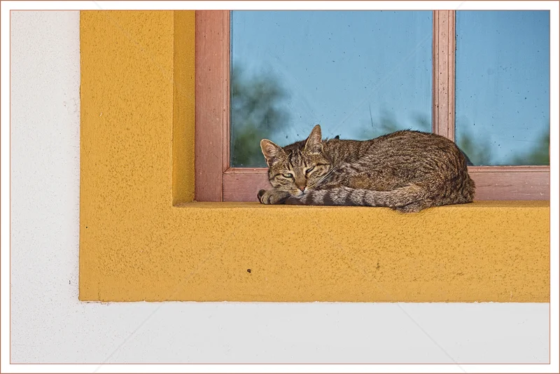 Portugese Pusscat by Audre Price - 3rd (Adv col)