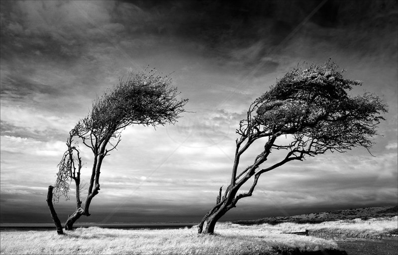  Shoreline Trees by Tony Thomas - 3rd (Adv mono) 