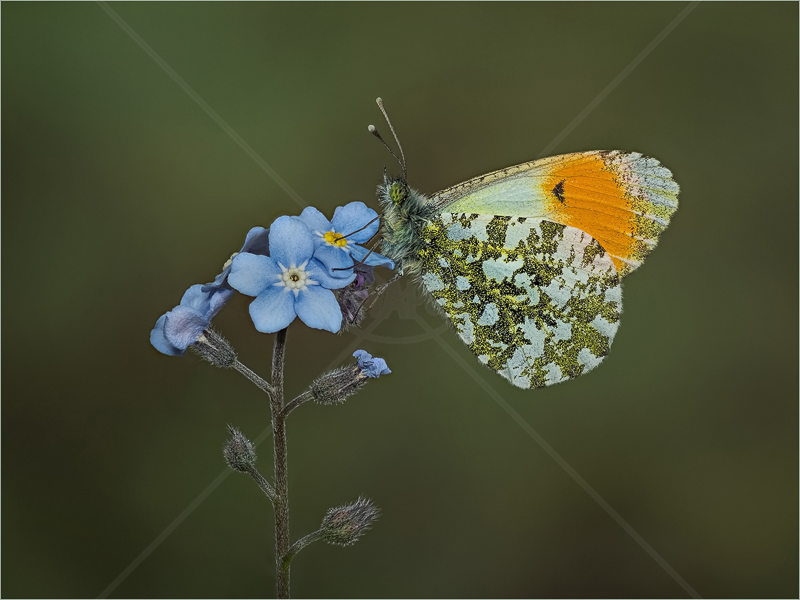  Orange-Tip on Forget-Me-Not by Ed Phillips - HC (Adv) 