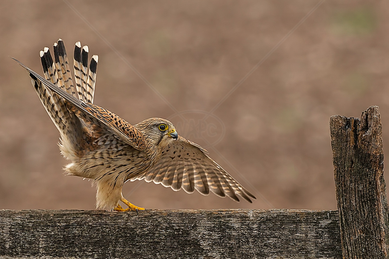  Balancing Kestrel by Norman O'Neill - C (adv) 