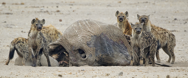  Hyena with Elephant Carcass by Russell Price - C (Adv) 