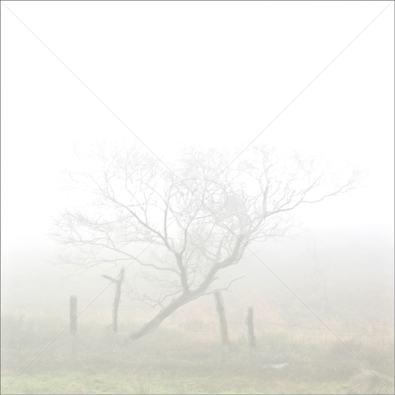  Misty Tree by Tony Thomas - 2nd (Adv col) 