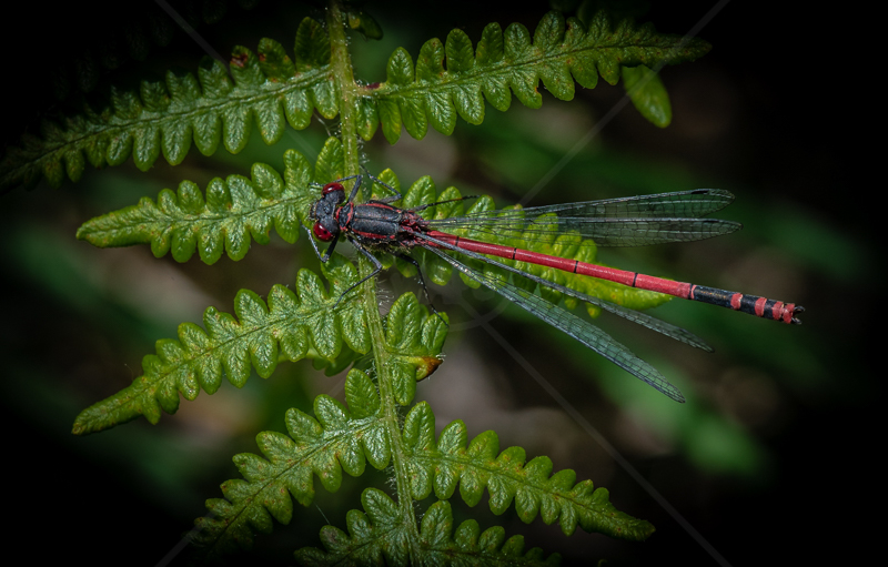  Red Darter by John Sweetland - C (Adv col) 