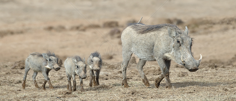  Warthog Family by Audrey Price - 1st (Adv col) 