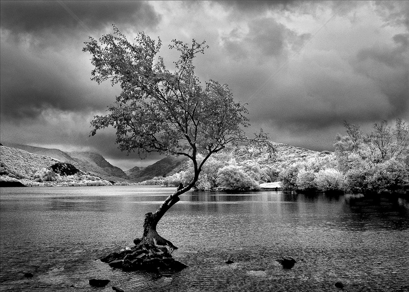 Lakeside Tree by Tony Thomas - C (Adv mono) 