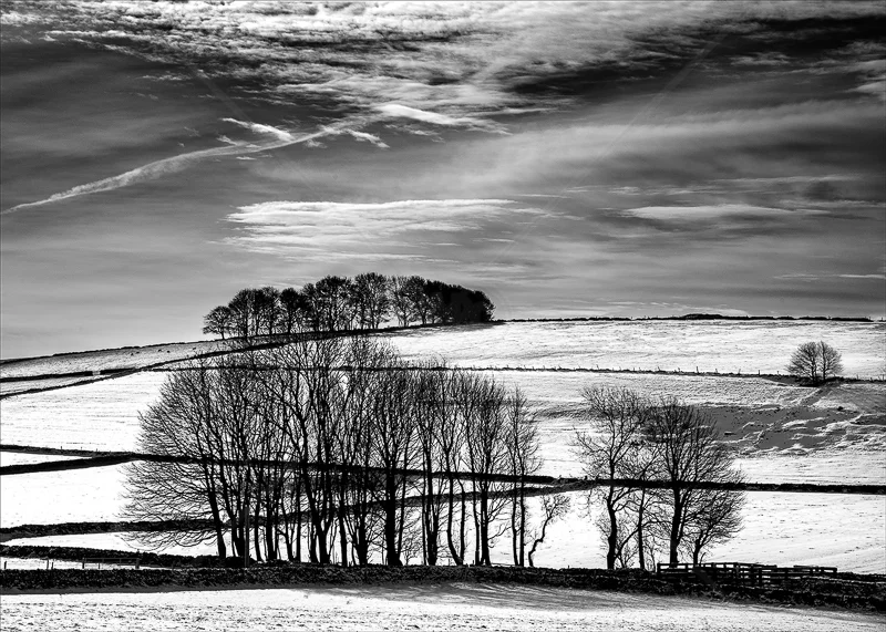 Derbyshire Trees in Winter by Tony Thomas - PDI - C