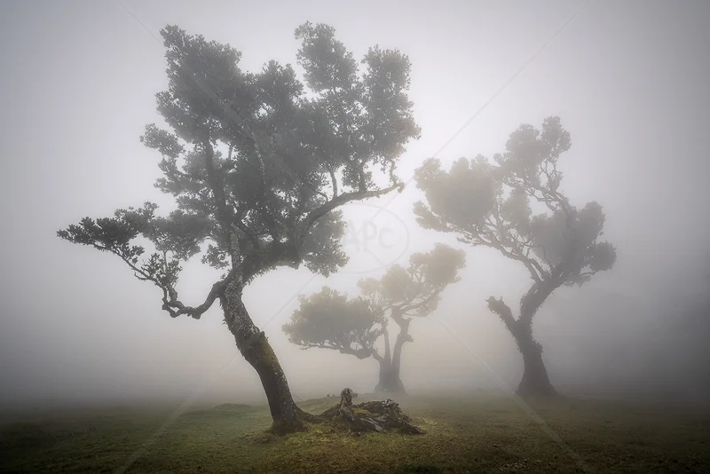Laurissilva in Fog by Calvin Downes - PDI - 3rd