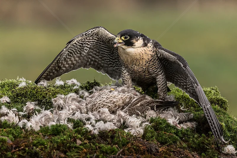 Peregrine Falcon Mantling by Norman O'Neill - ADV COL - 2nd