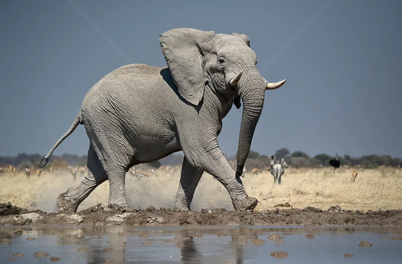Revved Up Elephant by Russell Price - ADV COL - 1st