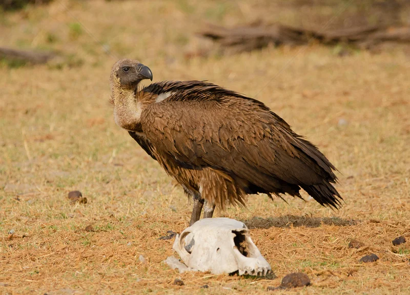 Vulture by Rachel Owen - INT COL - 2nd