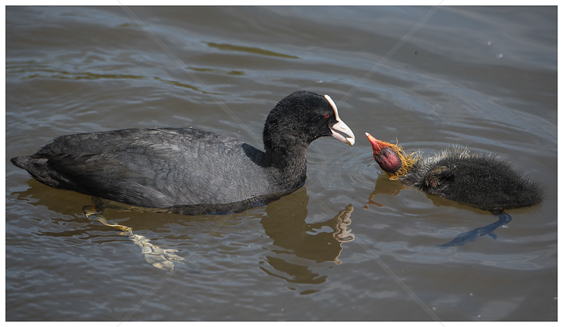  Coot Feeding Chick by Alan Lees (PRINT) - C 