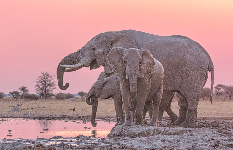  Elephants Drinking at Sunset by Audrey Price (PRINT) - 3rd 