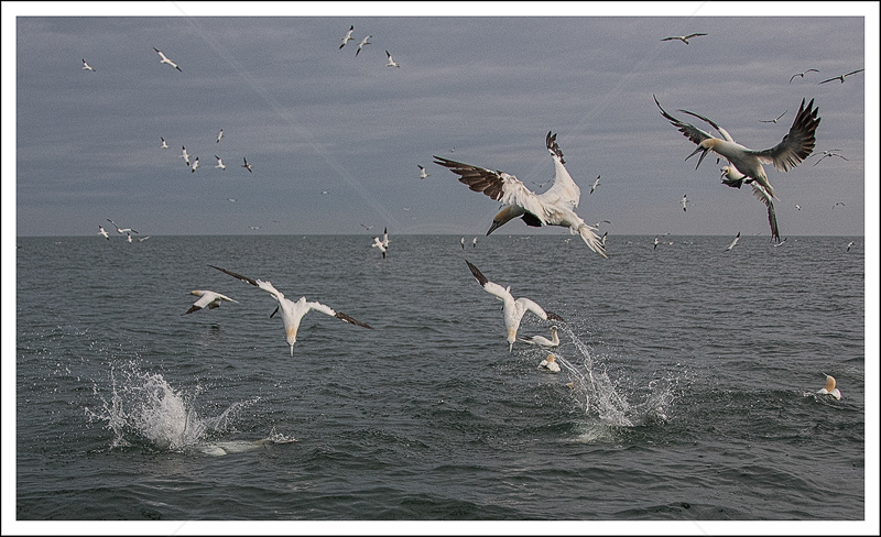  Gannets Diving Off Yorkshire Coast by Alan Lees (PRINT) - C 