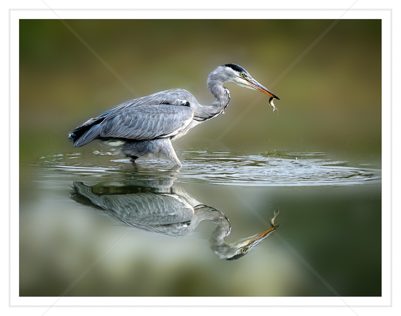  Grey Heron with Fish by Calvin Downes (PRINT) - HC 