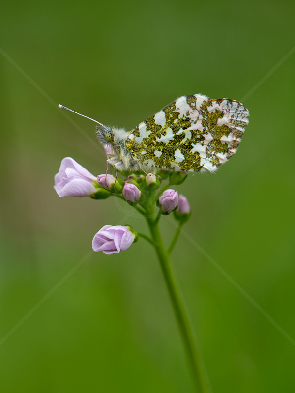  Orange Tip Butterfly on Lady's Smoc by John Sweetland (PRINT) - C 