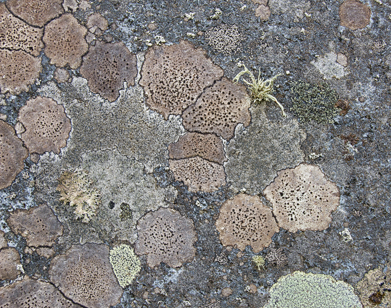  Lichen on Gravestone in Kilvickeon by Sharon Leighton (PRINT)  - C 