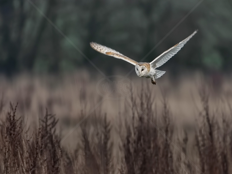  Barn Owl Hunting at Twilight by Ed Phillips (PDI) - C 