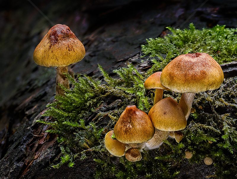  Fungi on Log by Norman O'Neill (PDI) - C 