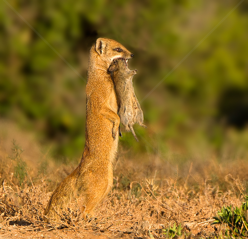  Golden Mongoose with Grass Rat by Russell Price (PDI) - HC 