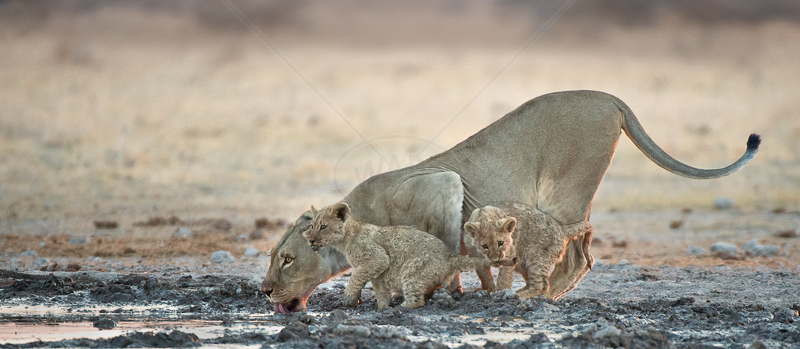  Lioness and Cubs at Sunset by Audrey Price  (PDI) - C 