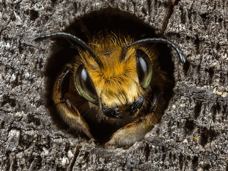  Leafcutter Bee in Nest Hole by Ed Phillips (PDI - C 