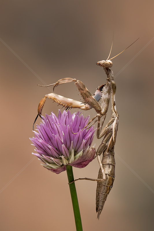  Praying Mantis Displaying by Norman O'Neill (PDI) - C 