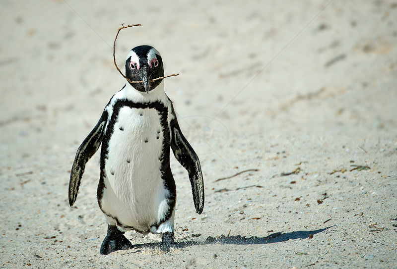 Penguin with Nest Material by Audrey Price (PDI) - 2nd 