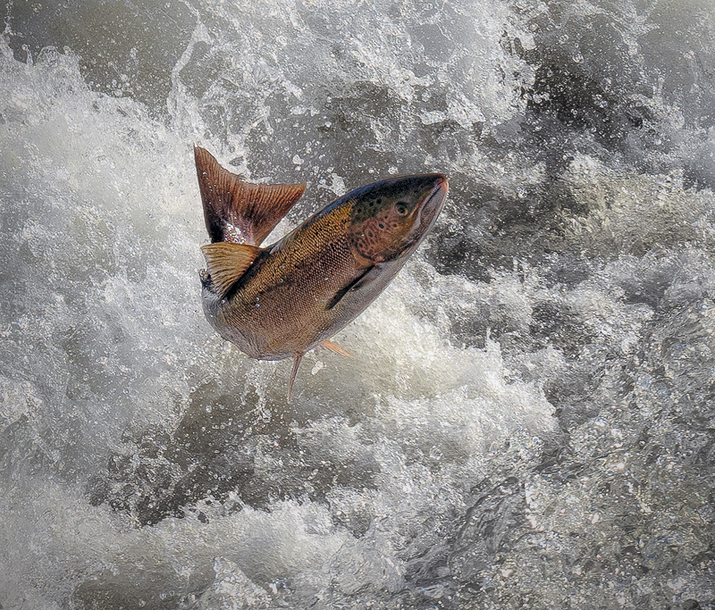  Salmon Leaping the Falls by Calvin Downes (PDI) - 1st 