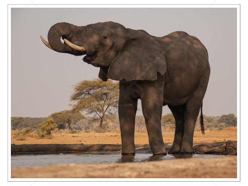 Elephant at Senyati Water Hole by Rachel Owen - HC (Int Col) 