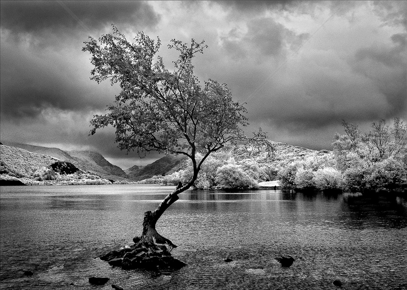  Lakeside Tree by Tony Thomas - C (Adv Mono) 