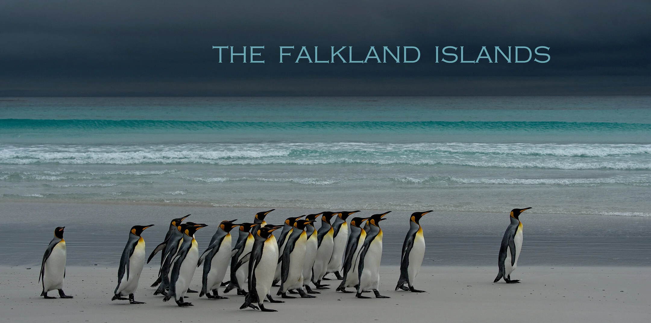 Wildlife in The Falklands - Russell and Audrey Price talk about their trip to the Falklands on 23/10/20