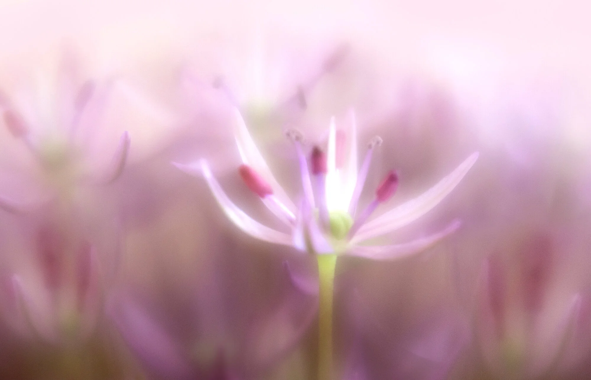 Creative flower photography with Cherry Larcombe ARPS,DPAGB,BPE5,EFIAP.